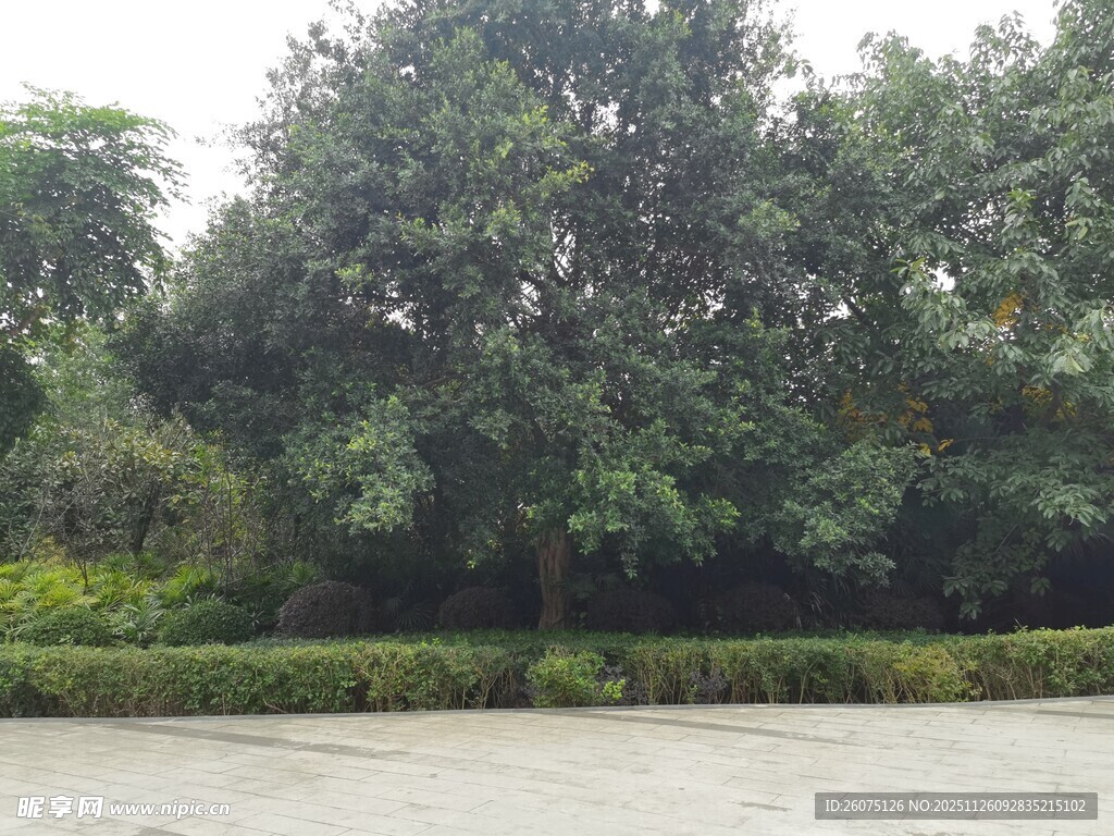 户外绿树环绕的开阔场地