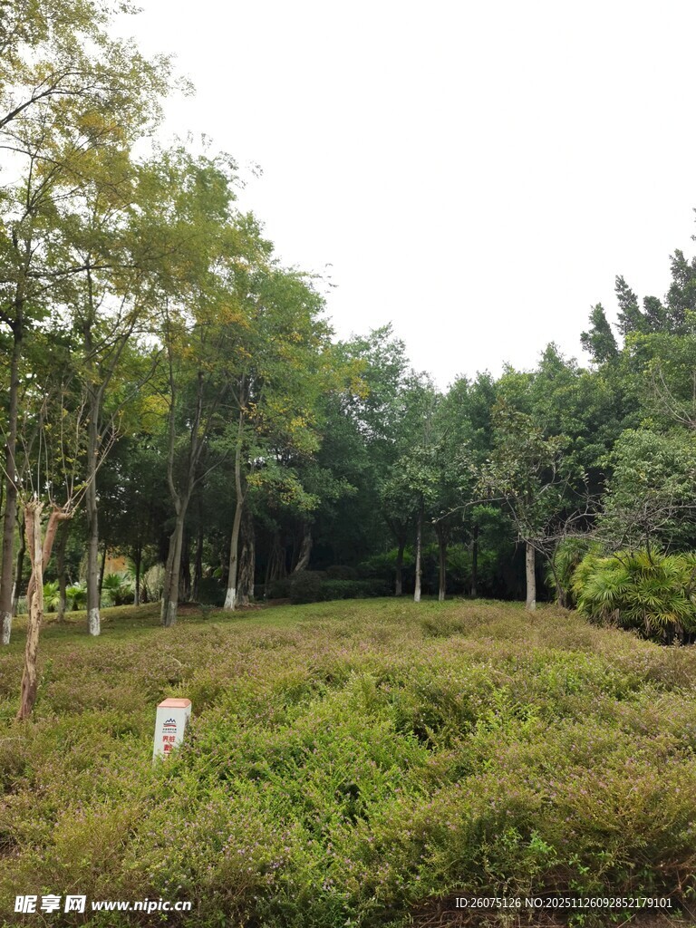 林间草地的自然景致