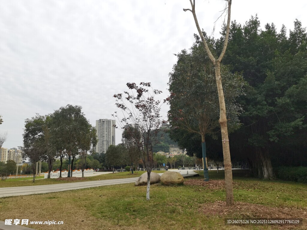 城市公园中的树木与步道