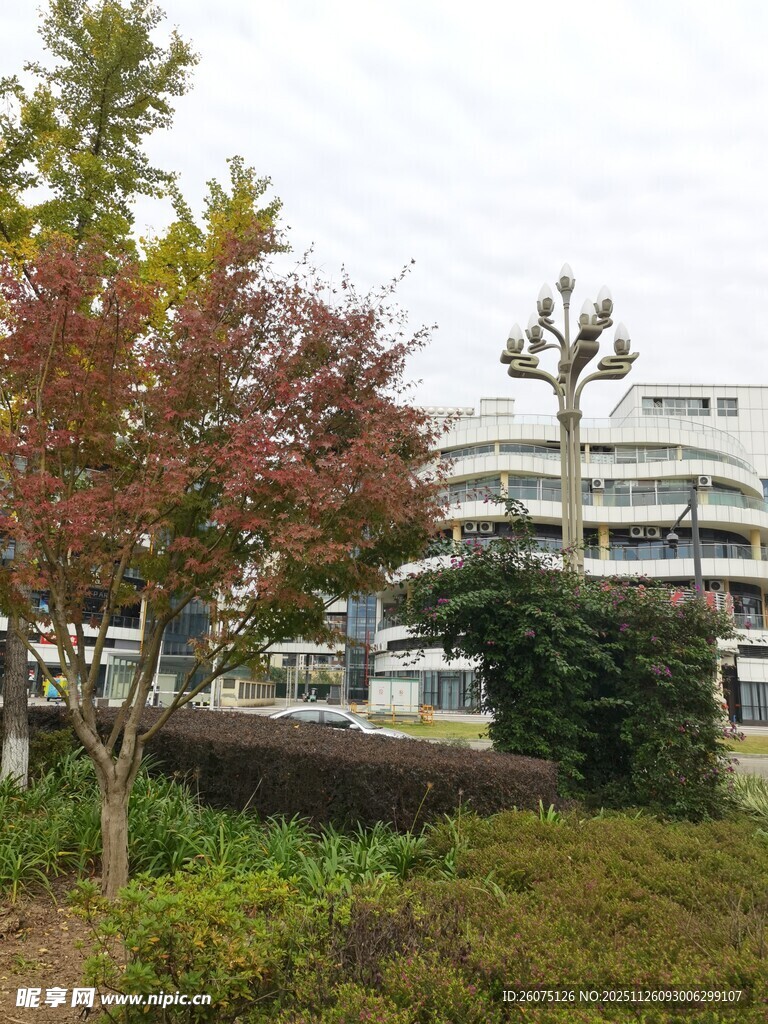 城市中的秋日绿植景观