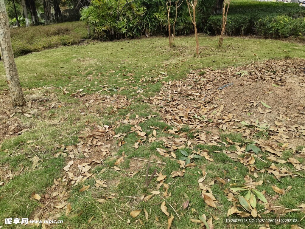 草坪上的落叶景观