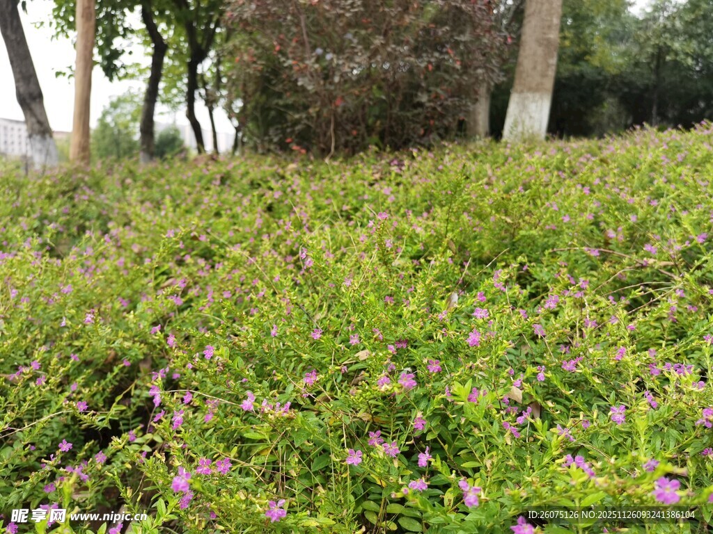 繁茂绿植中的紫色小花