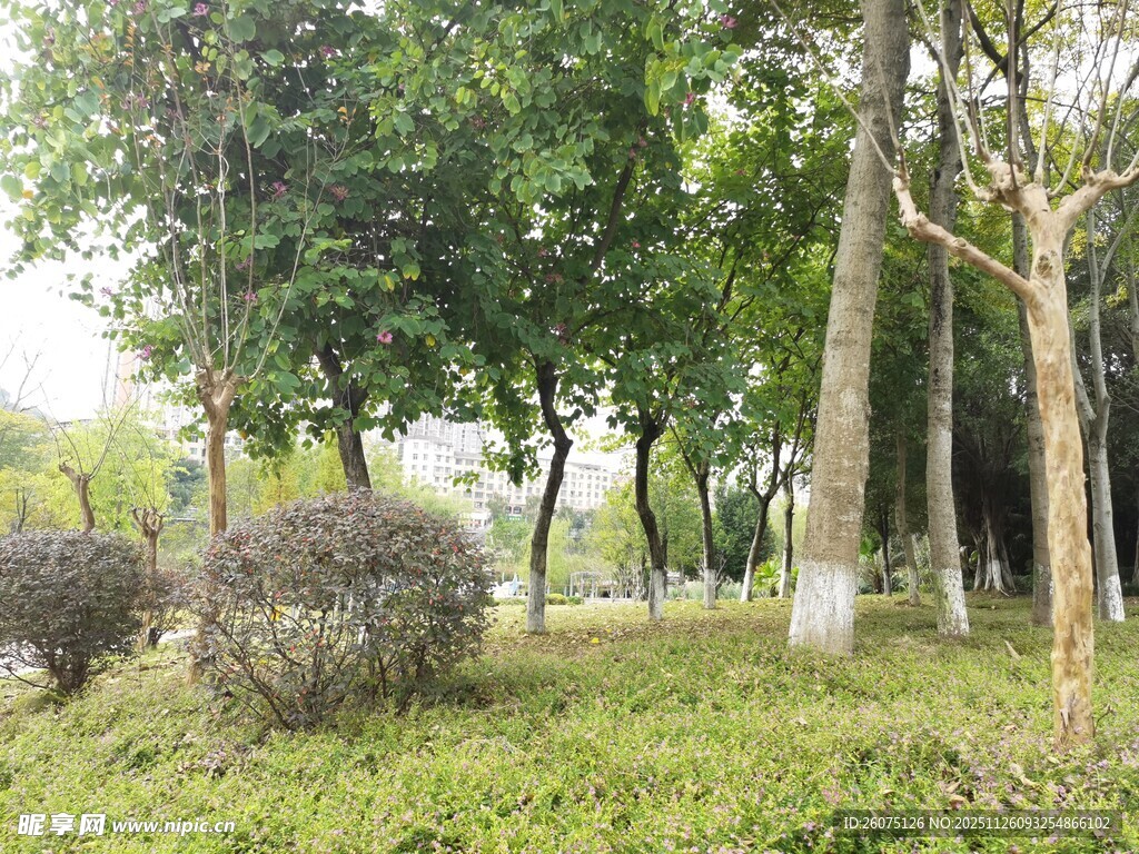 城市中的绿意盎然景观