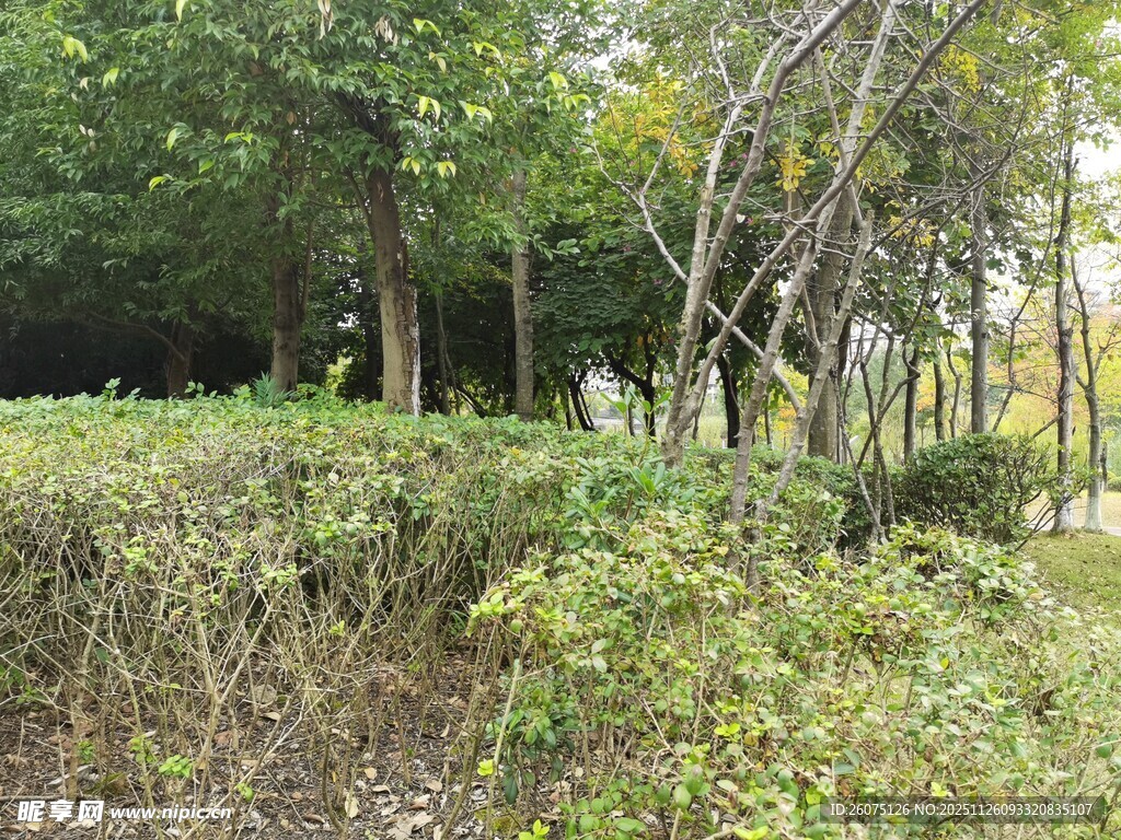 林间繁茂绿植景观