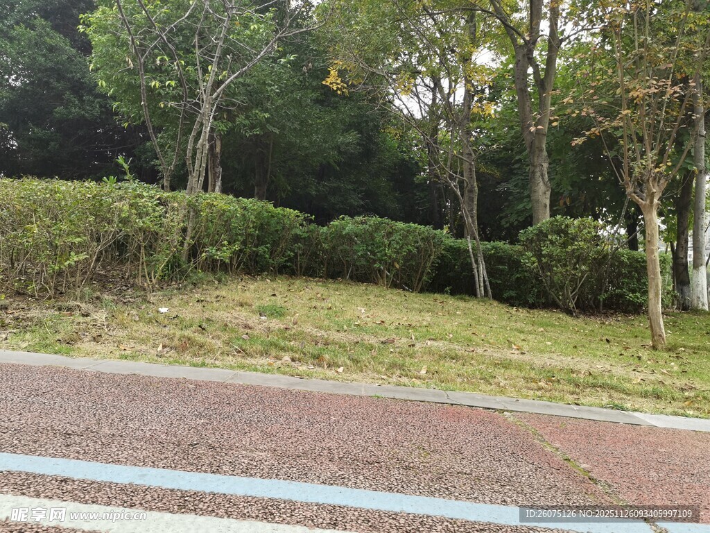 路边绿意盎然的树林景观