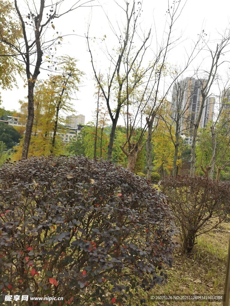 秋日园林灌木丛景观