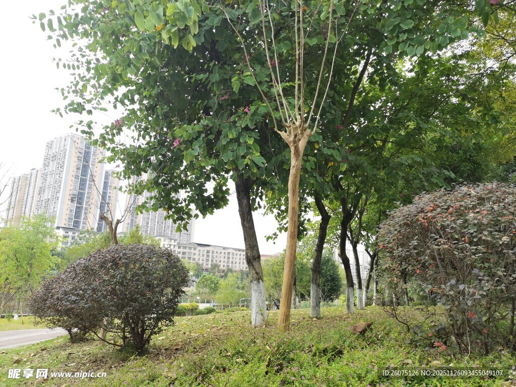 城市中的绿植景观