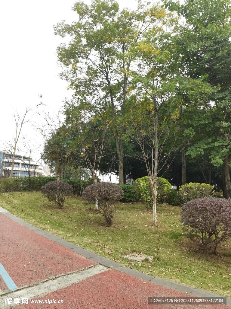 公园中的绿树与红色步道