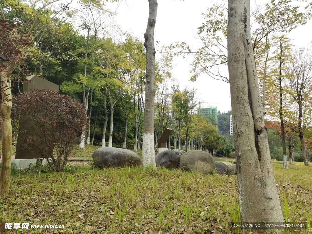 秋日林间静谧景象