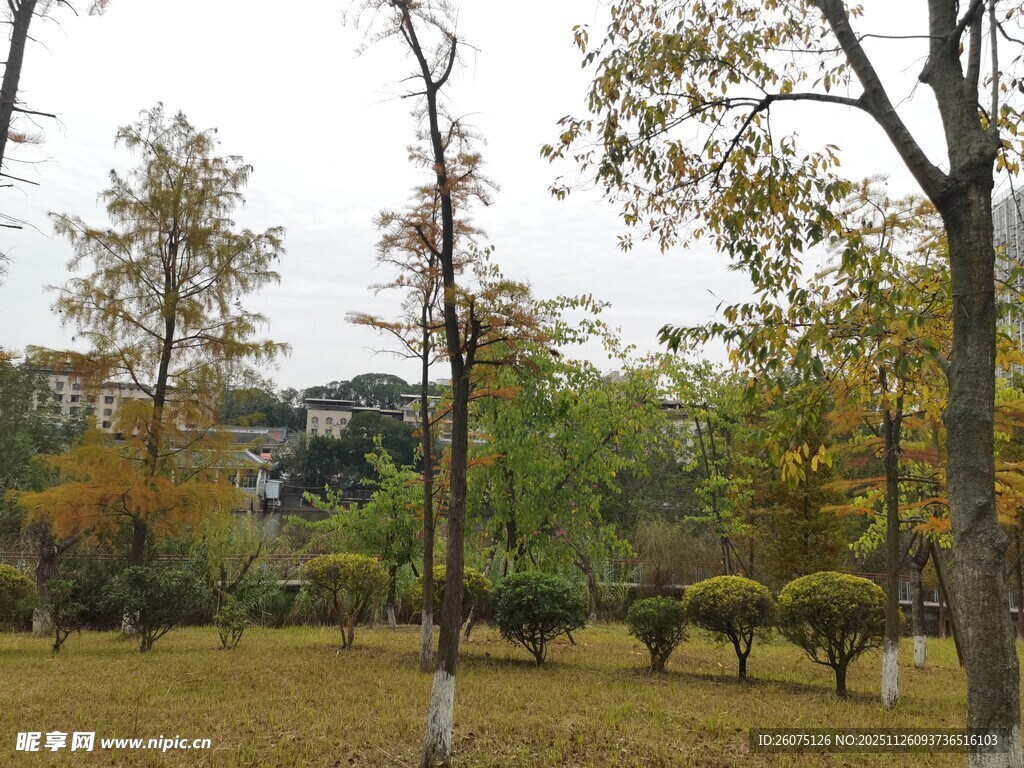 秋日公园林间景致