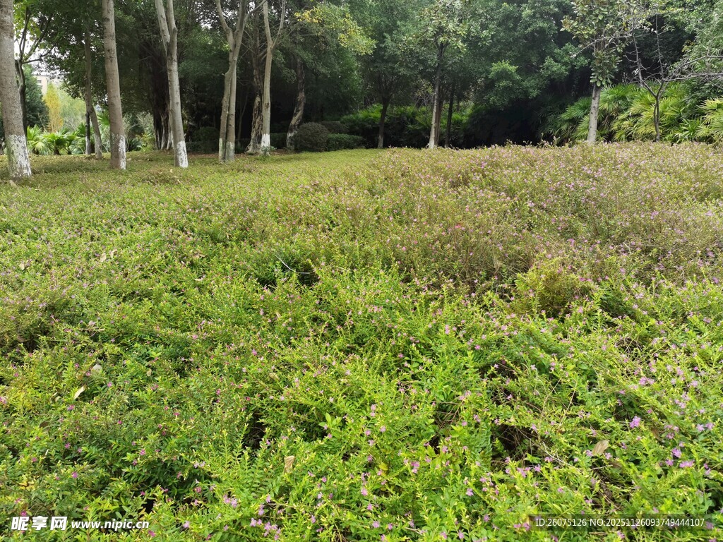 绿意盎然的林间草地