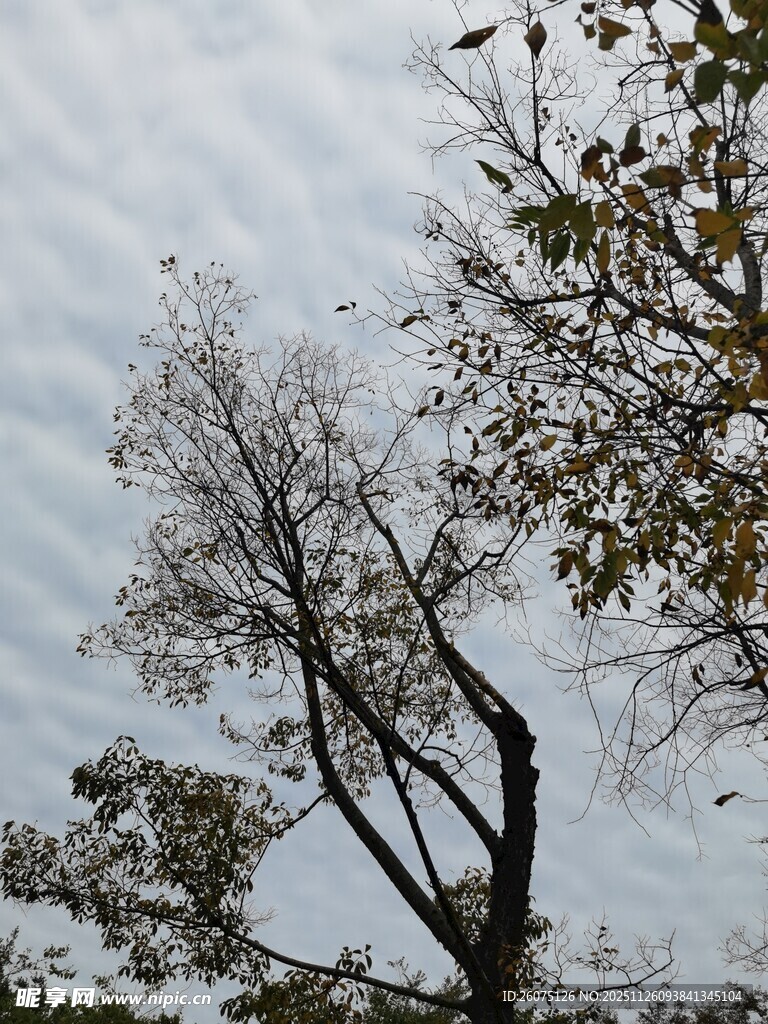 秋日枯树与枝叶景象