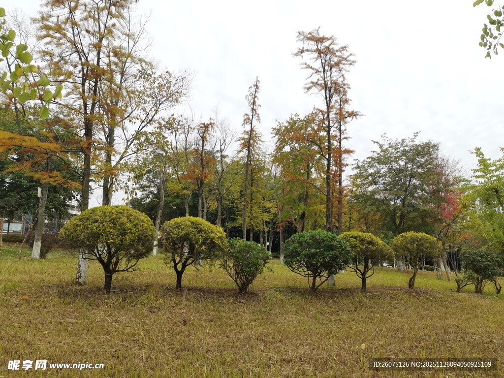 秋日公园的精致绿植景观