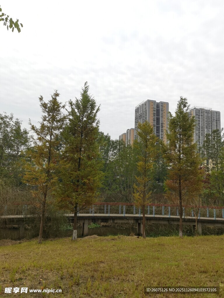 城市边的绿树草地景观