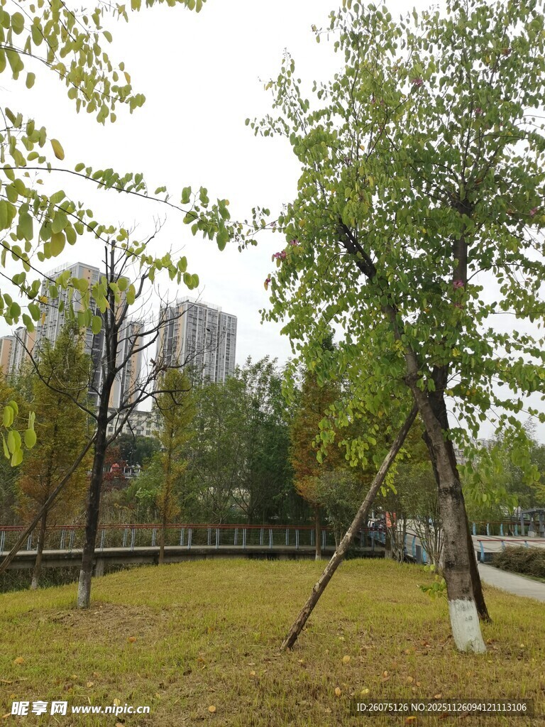 城市绿地中的树木景观