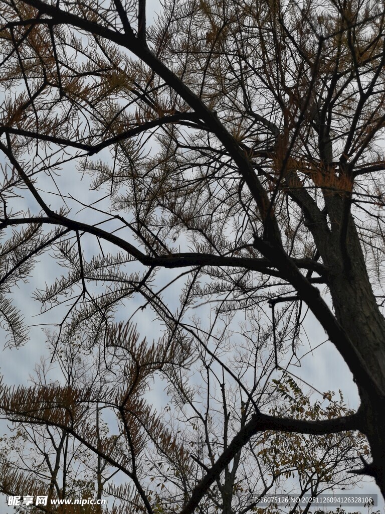 冬日枯树枝干景象