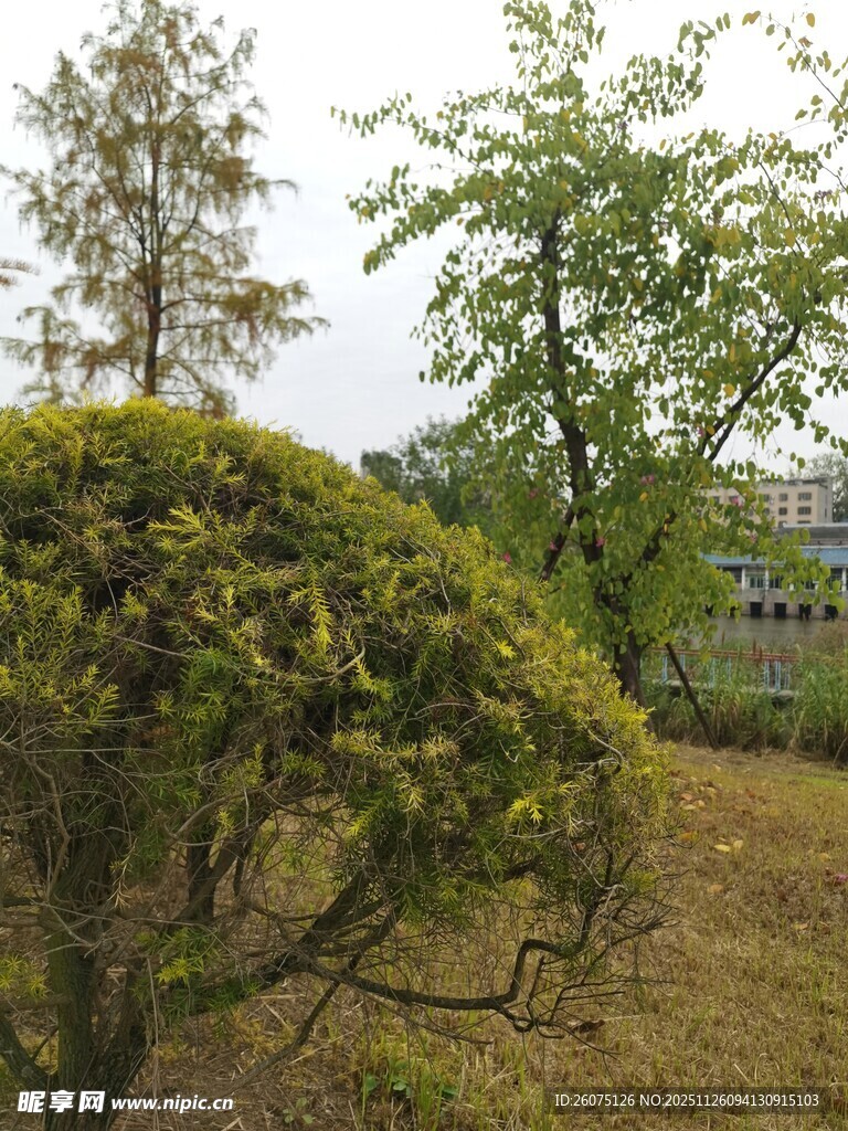 户外绿植景观