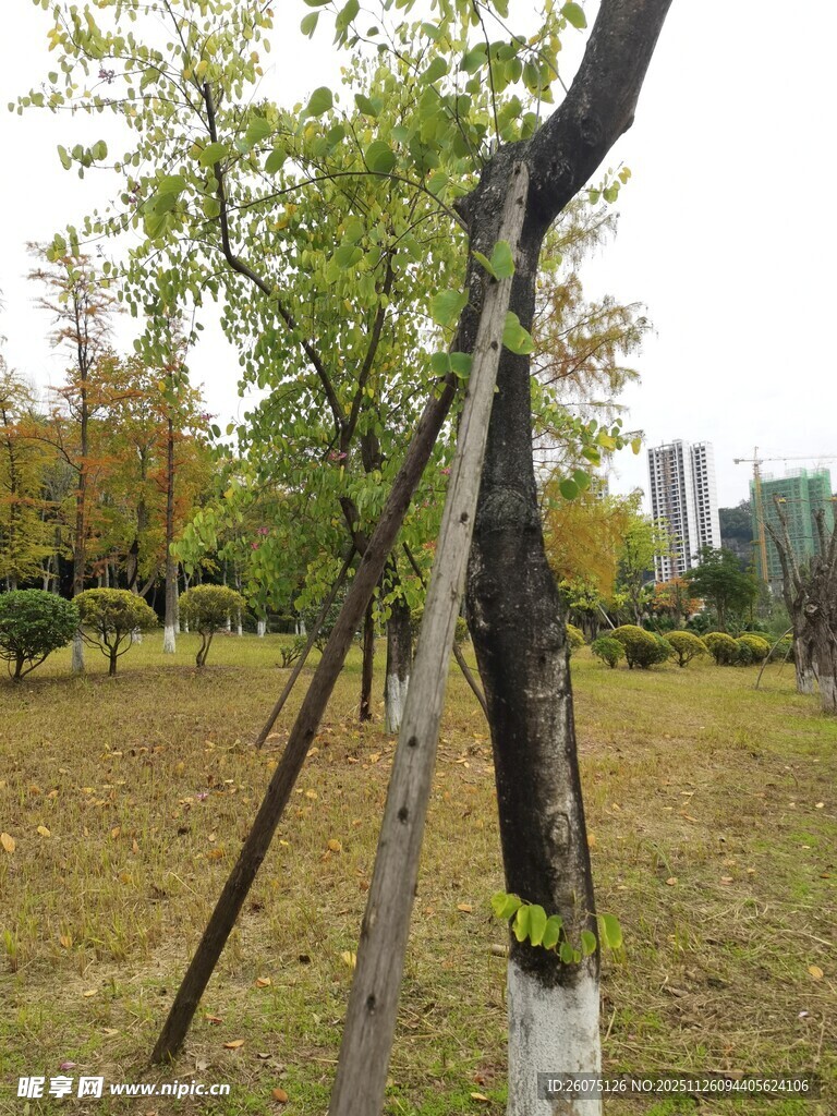 树木支撑加固场景