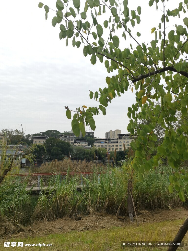 户外绿意盎然的自然景致