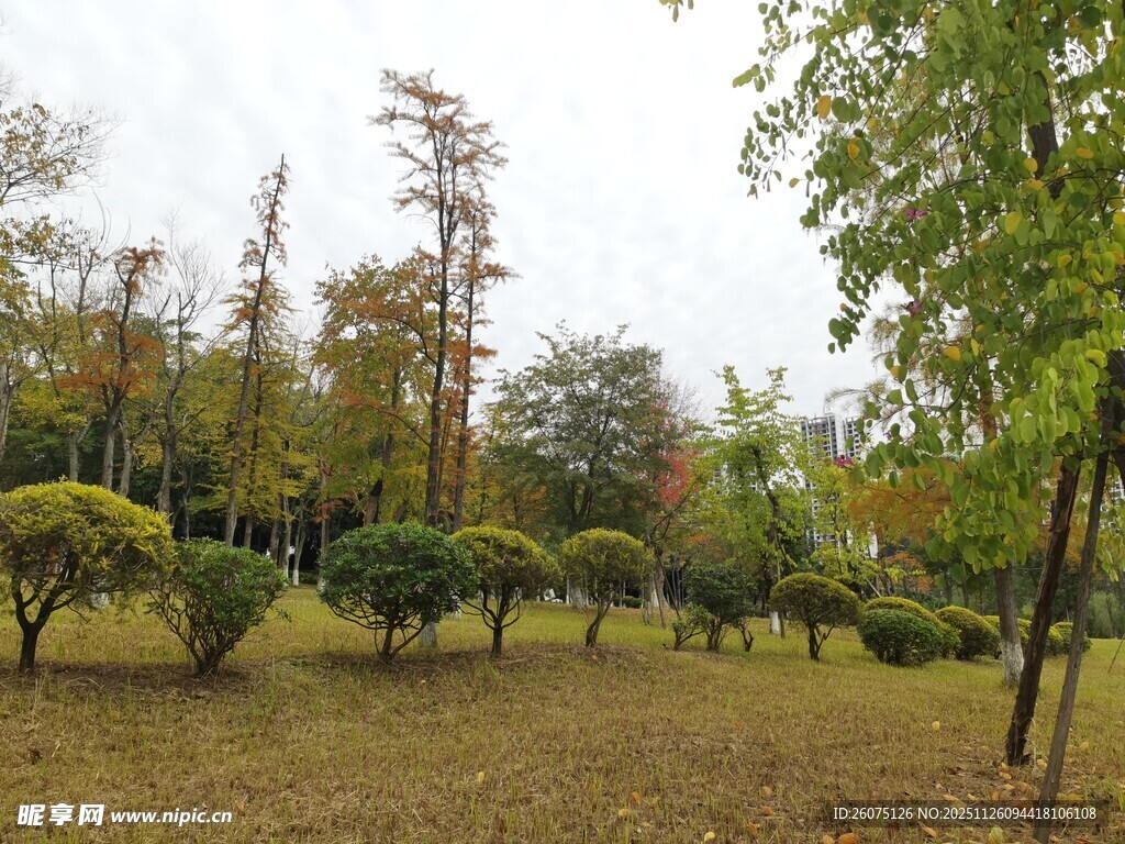 秋日公园树木景观