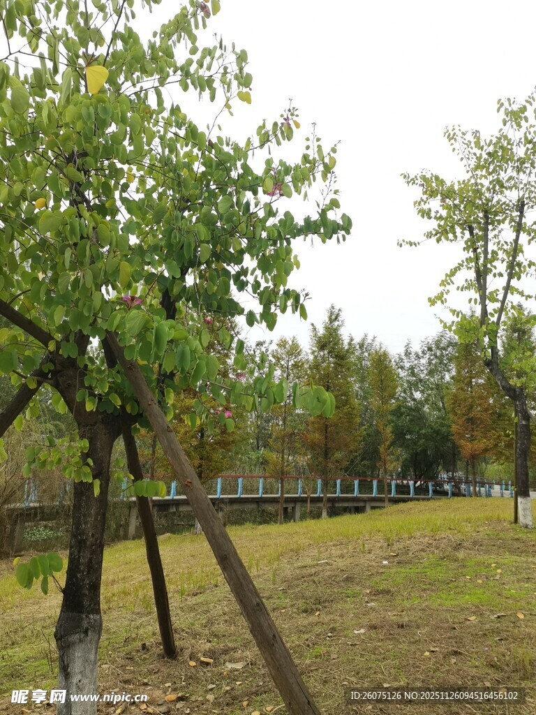 户外树木及简易支撑装置