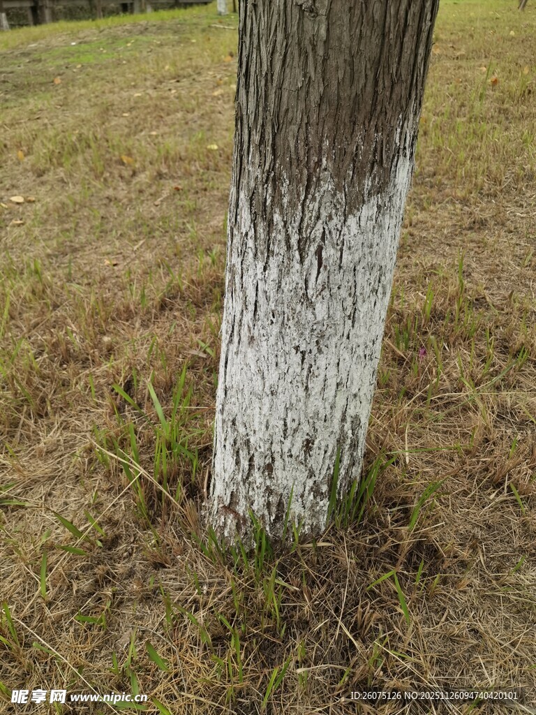 树干底部的白色涂饰