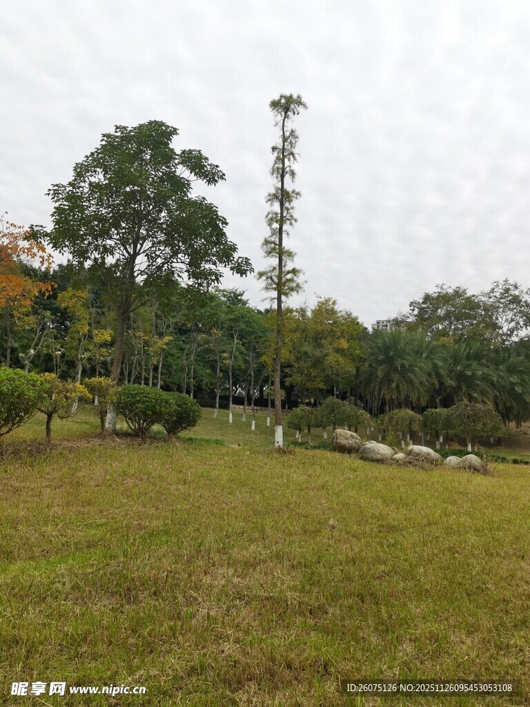 户外绿地与树木景观