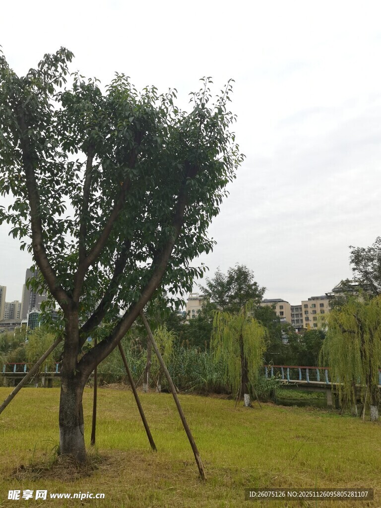 户外草地旁的树木景观