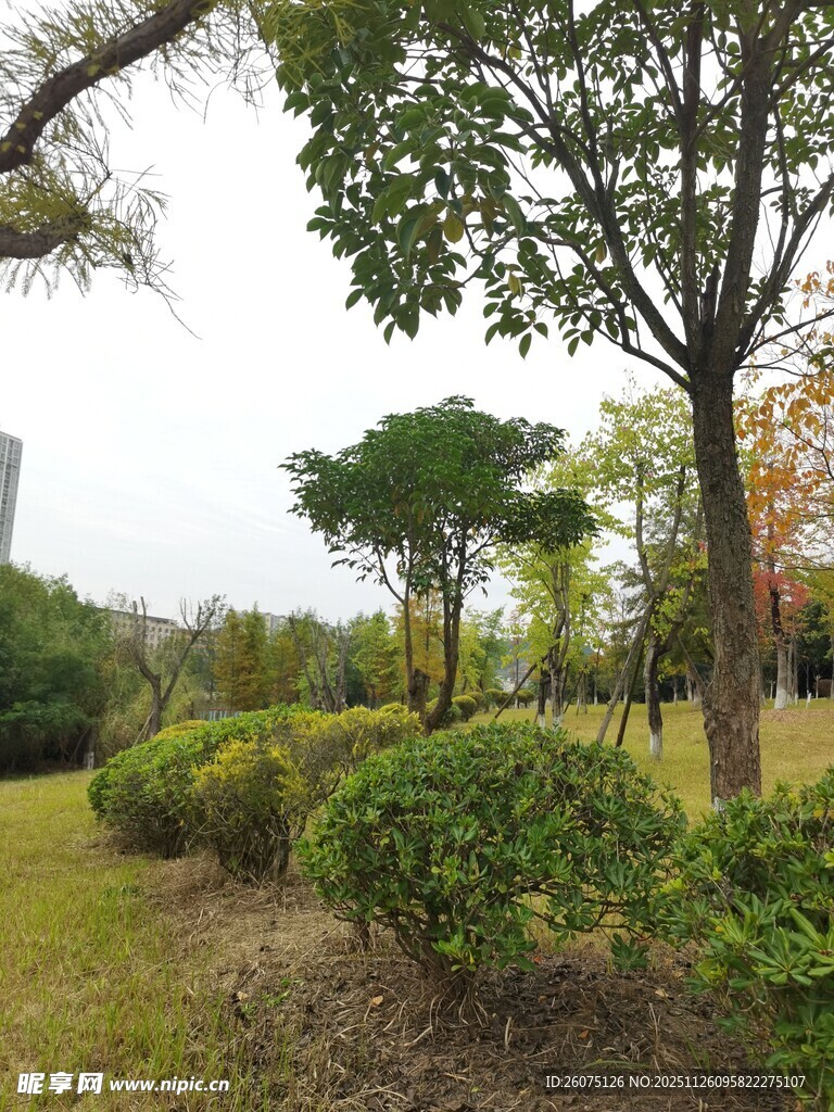 城市中的绿意盎然景观