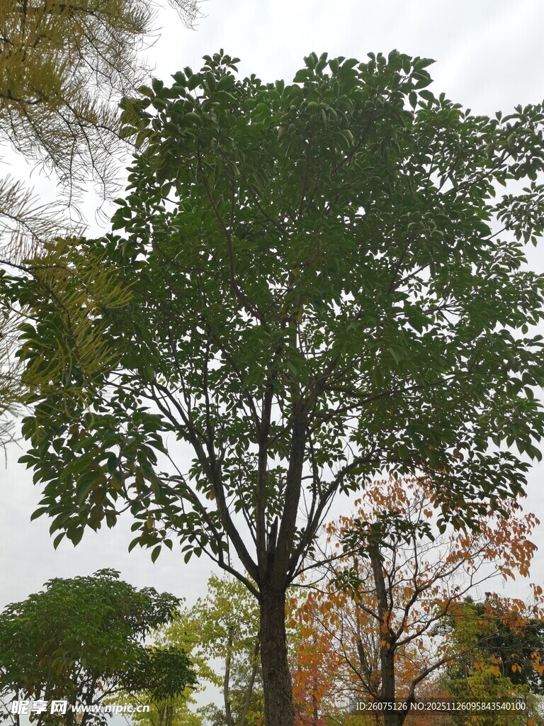 高大绿树于户外景致中