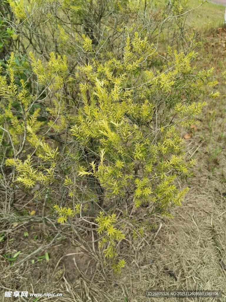 野外丛生的黄色植物
