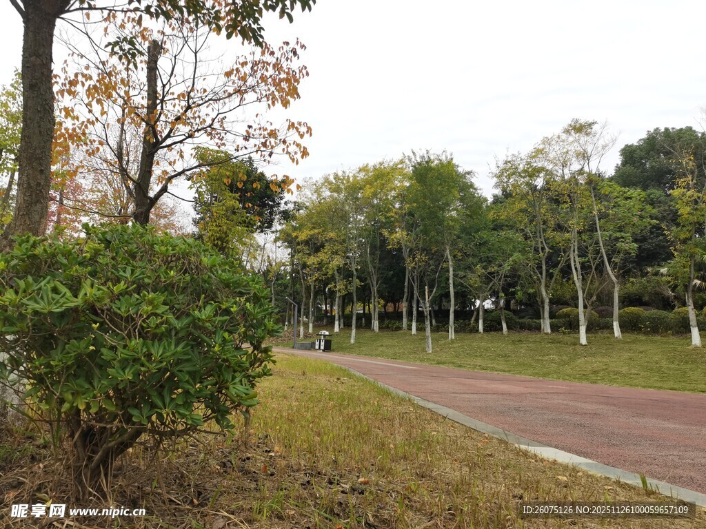 秋日公园林荫小道景色
