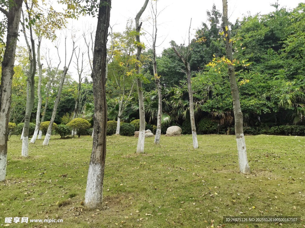 林间草地树木景观