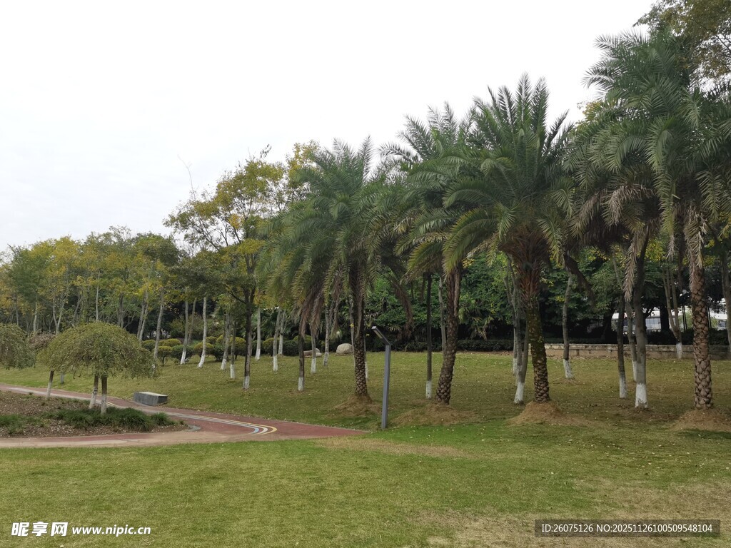 公园中的棕榈树景观