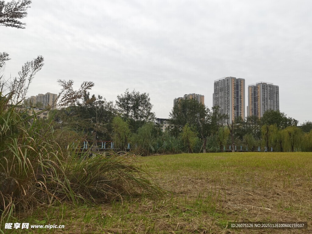城郊草地与远处高楼景观