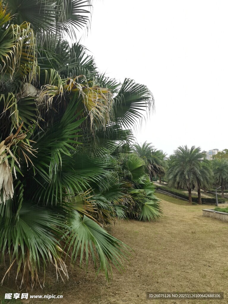 热带棕榈植物景观