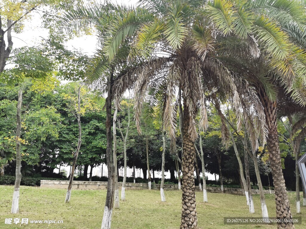 公园中的棕榈树景观