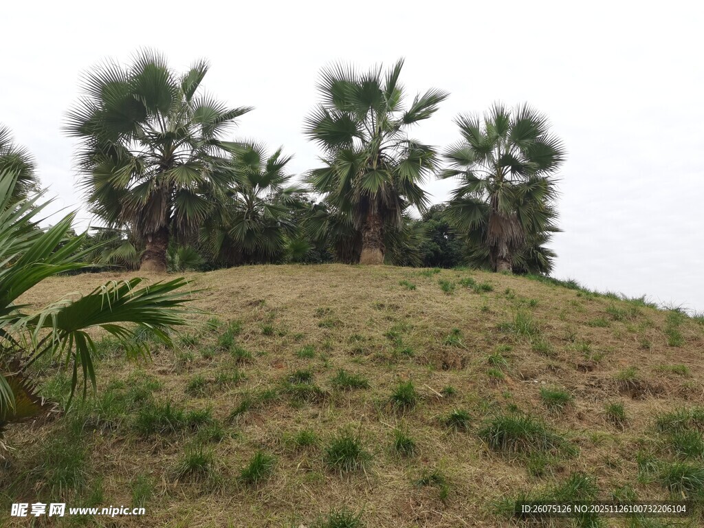 山坡上的棕榈树景观