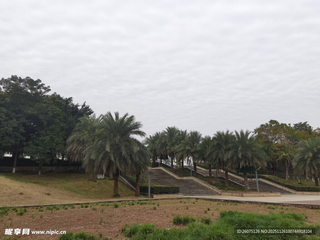 户外开阔的树木景观