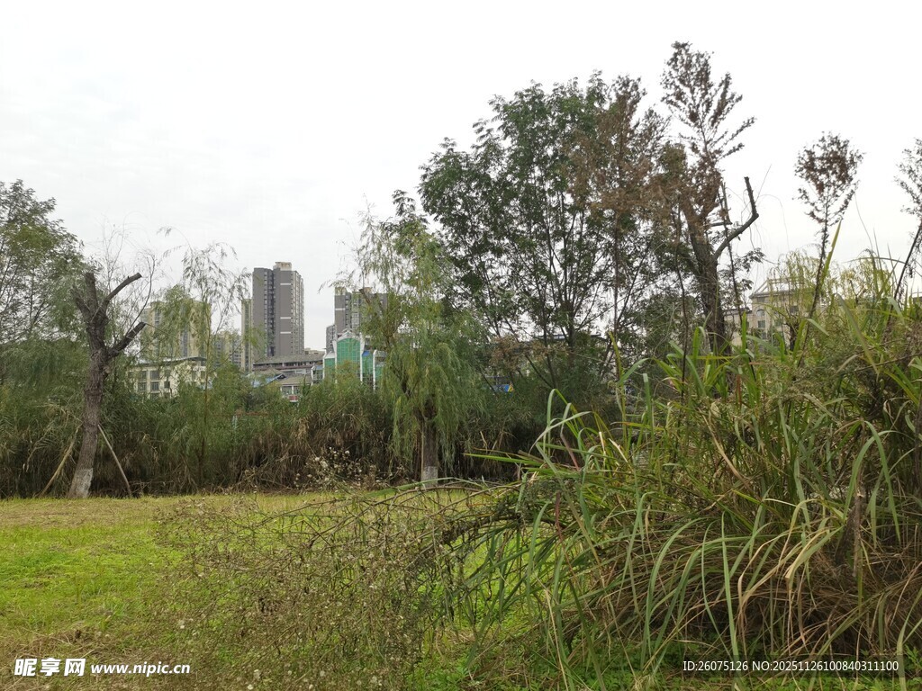 城郊自然风景绿植与远楼