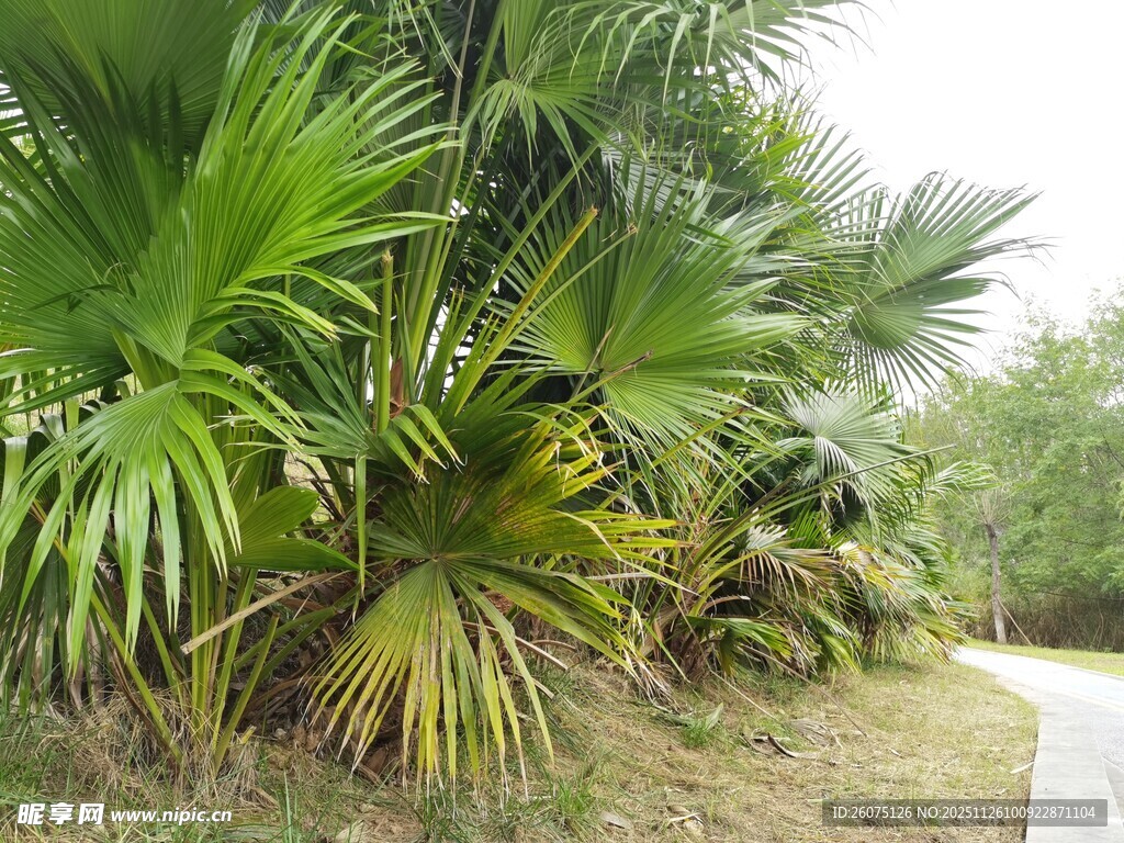 路边繁茂的热带棕榈植物