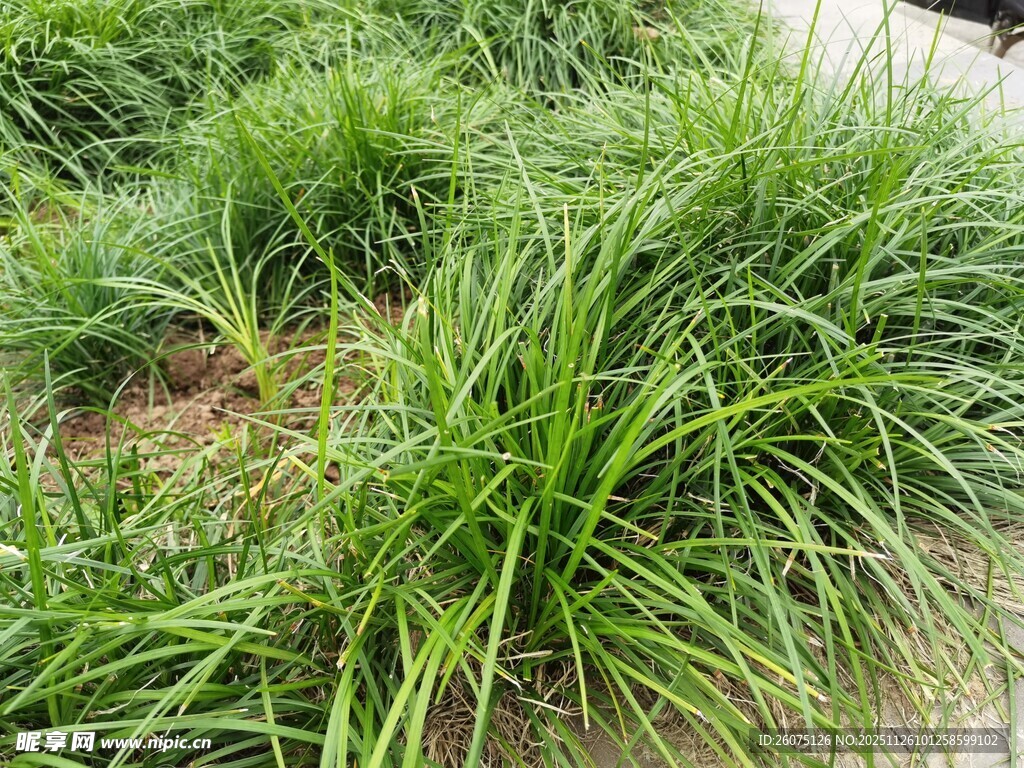 翠绿葱茏的观赏草植物