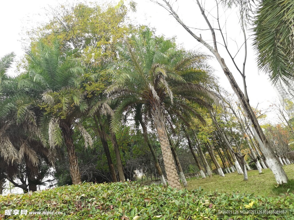 公园中的葱郁棕榈树
