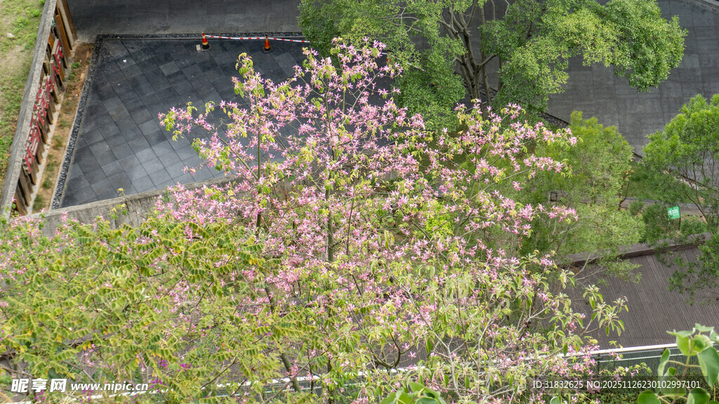繁花绿植装点的户外角落