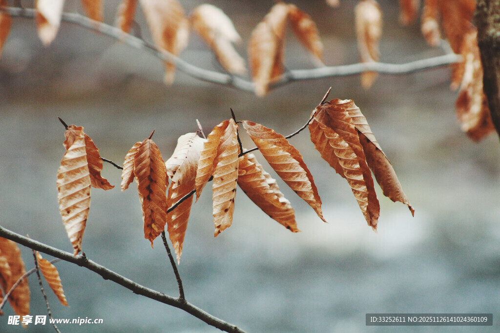 枝头枯叶 尽显秋之韵味