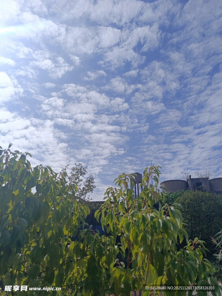 蓝天白云下的葱郁绿植