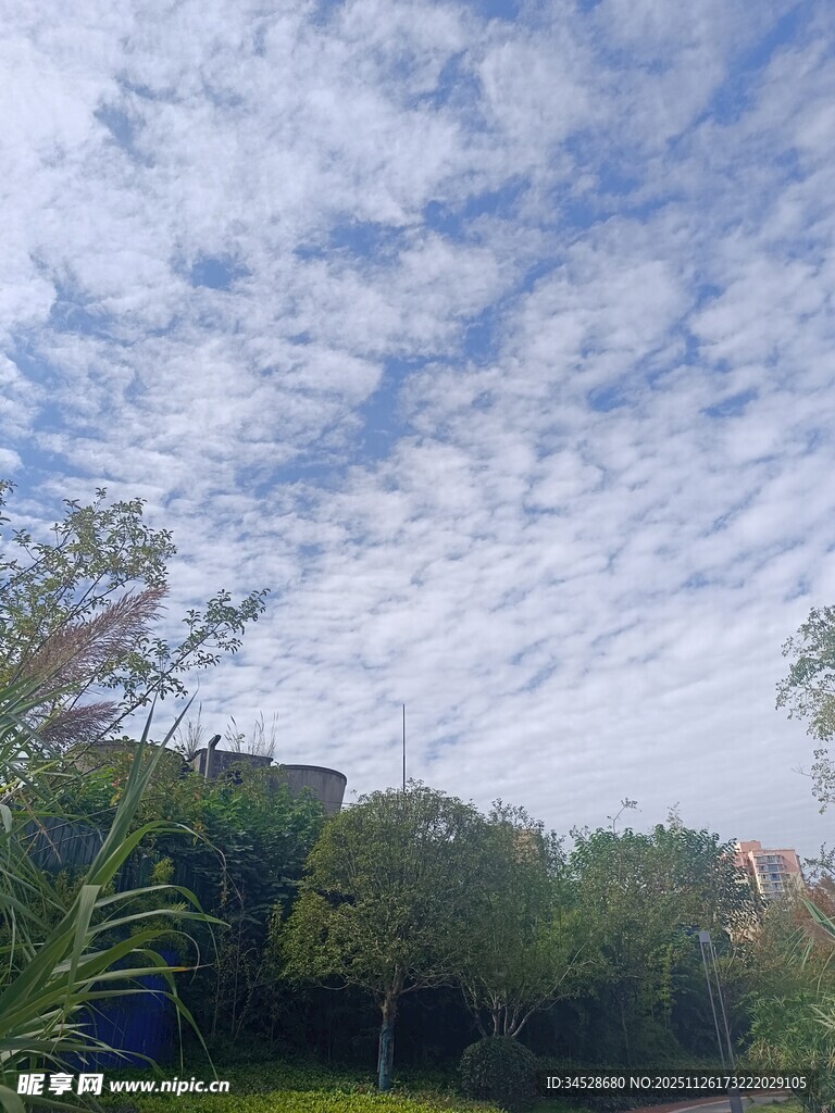 蓝天白云下的绿树景致