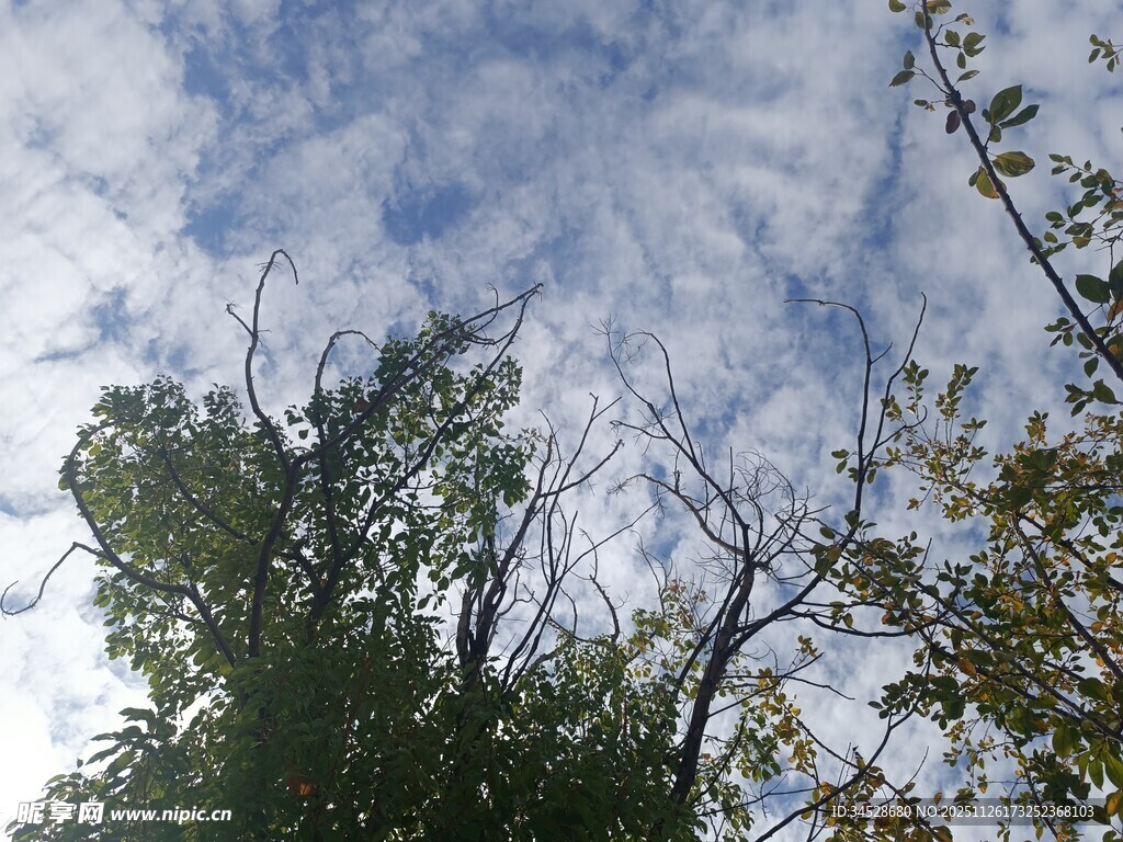 仰视天空下的繁茂树木