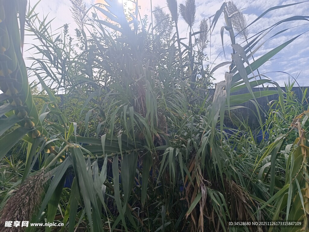 阳光下的茂盛绿色植物