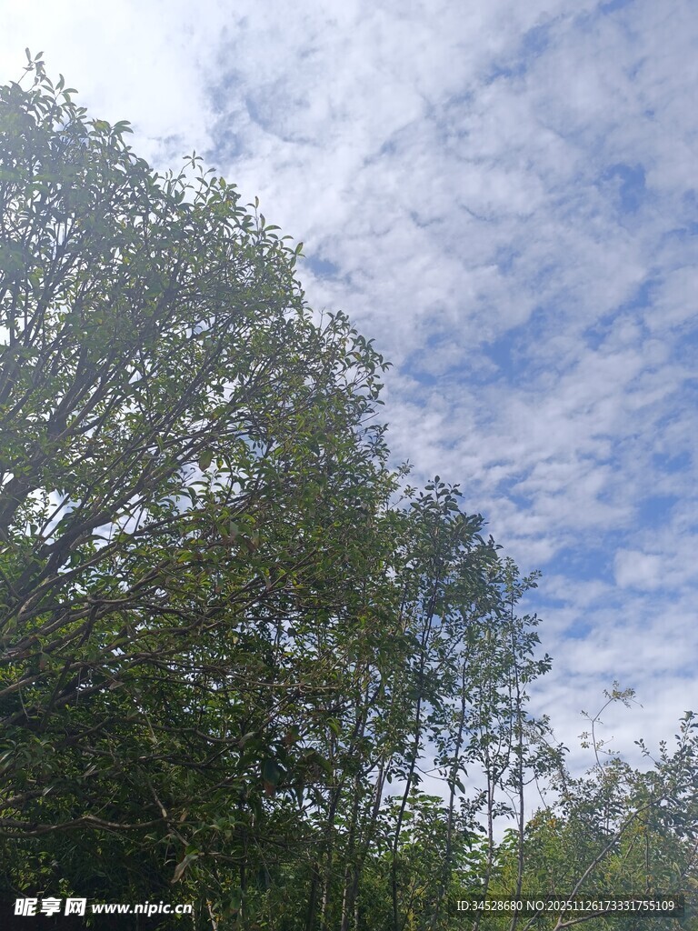 蓝天白云下的葱郁树林